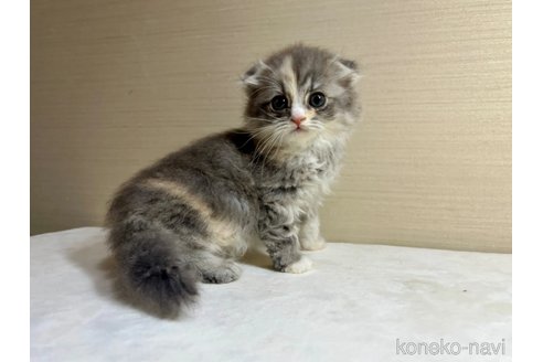 成約済の茨城県のスコティッシュフォールド(折れ耳)-92420の4枚目
